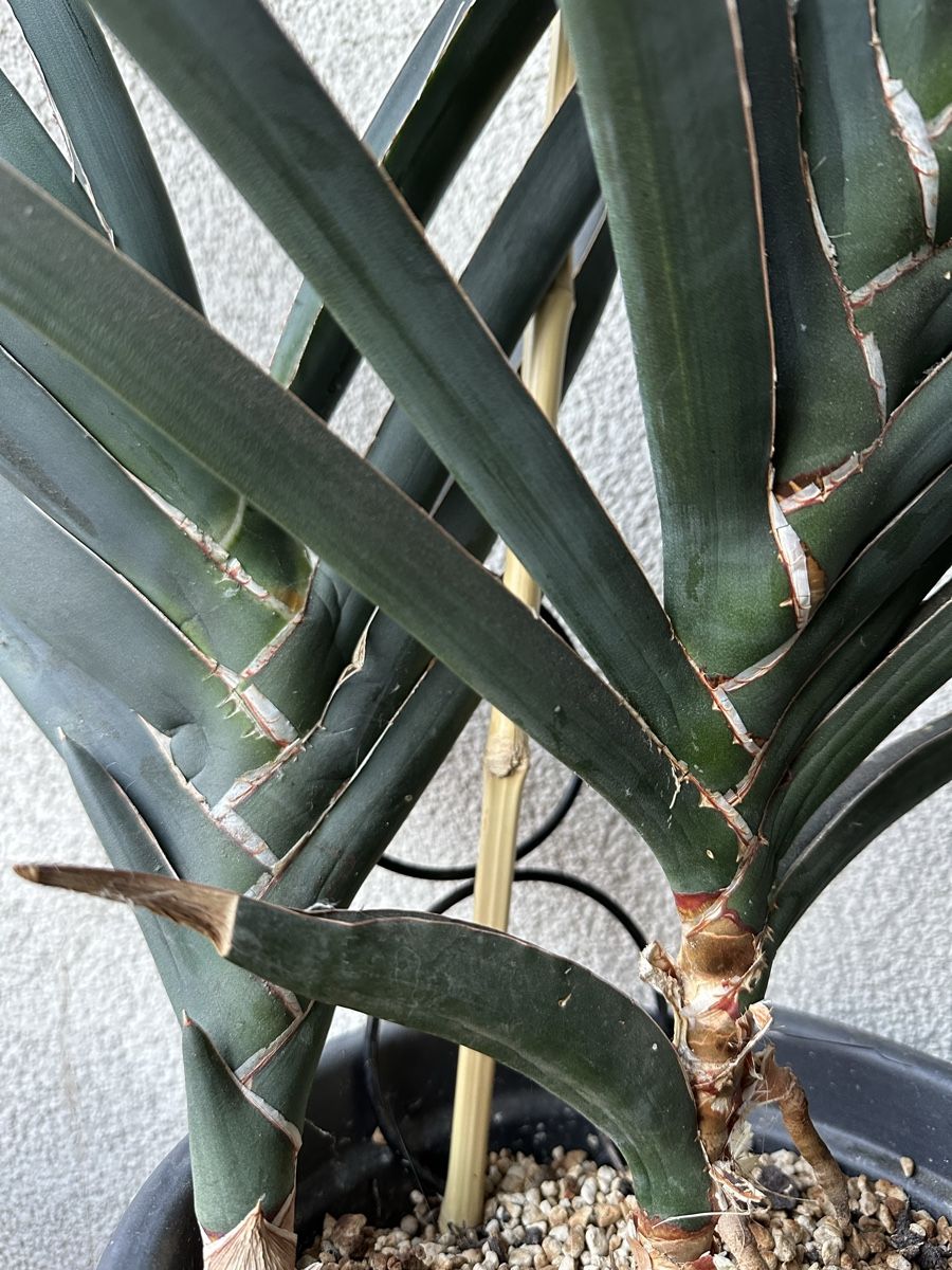 Pflanzen & Samen: Fächer-Sansevieria – Gebraucht aus Möhlin von thysania 2