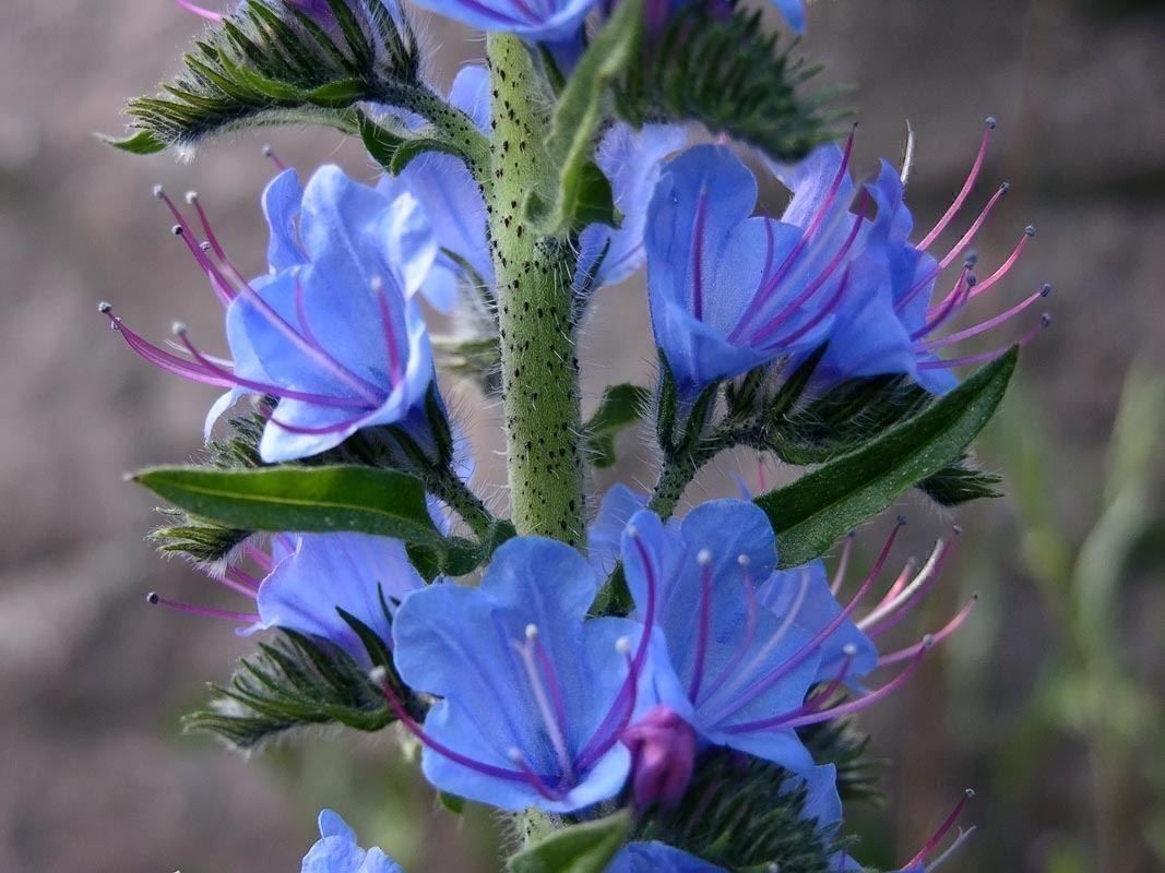 Piante & sementi: 100 Samen Blauer Natternkopf Wildblume – Nuovo (secondo la descrizione) da Ehrendingen venduto da VerveinaSamen 3