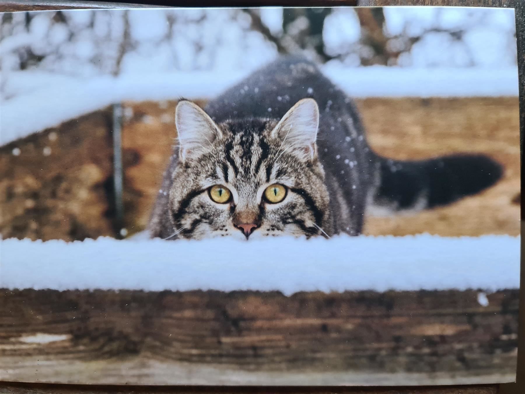 Cartoline: Grusskarte Katze mit Umschlag A5 – Nuovo (secondo la descrizione) da Dintikon venduto da Vexi