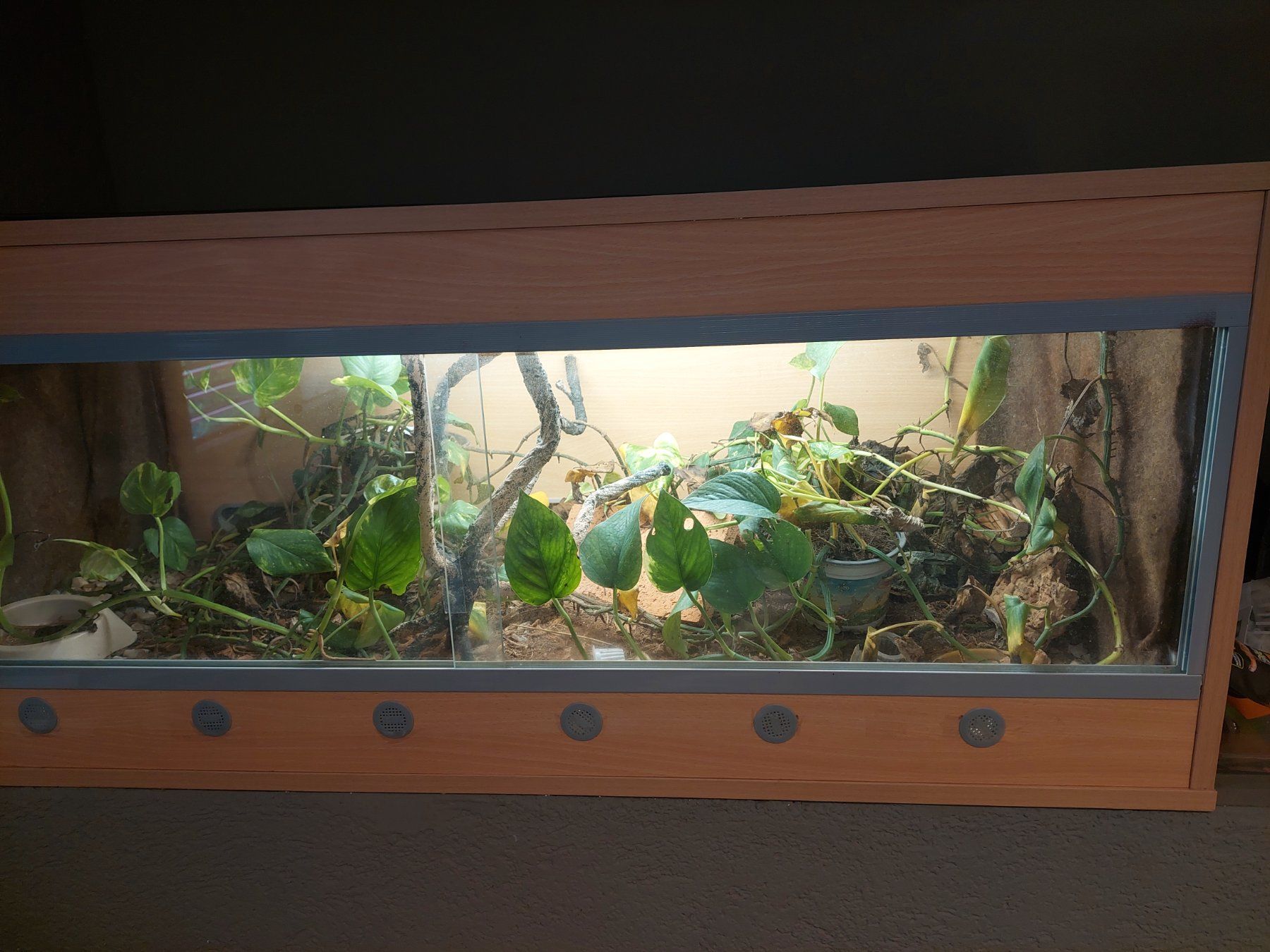 Terrariums: Terrarium – D'occasion à vogelsang ag par ConcordeZH1 1