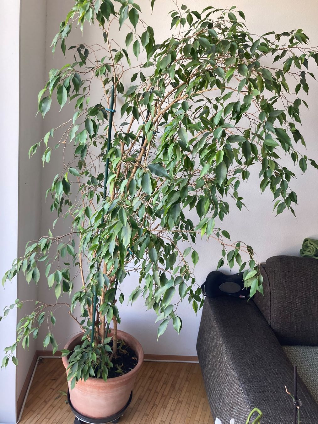 Piante & sementi: Ficus benjamina/Birkenfeige – Usato da Bülach venduto da ambltny 1