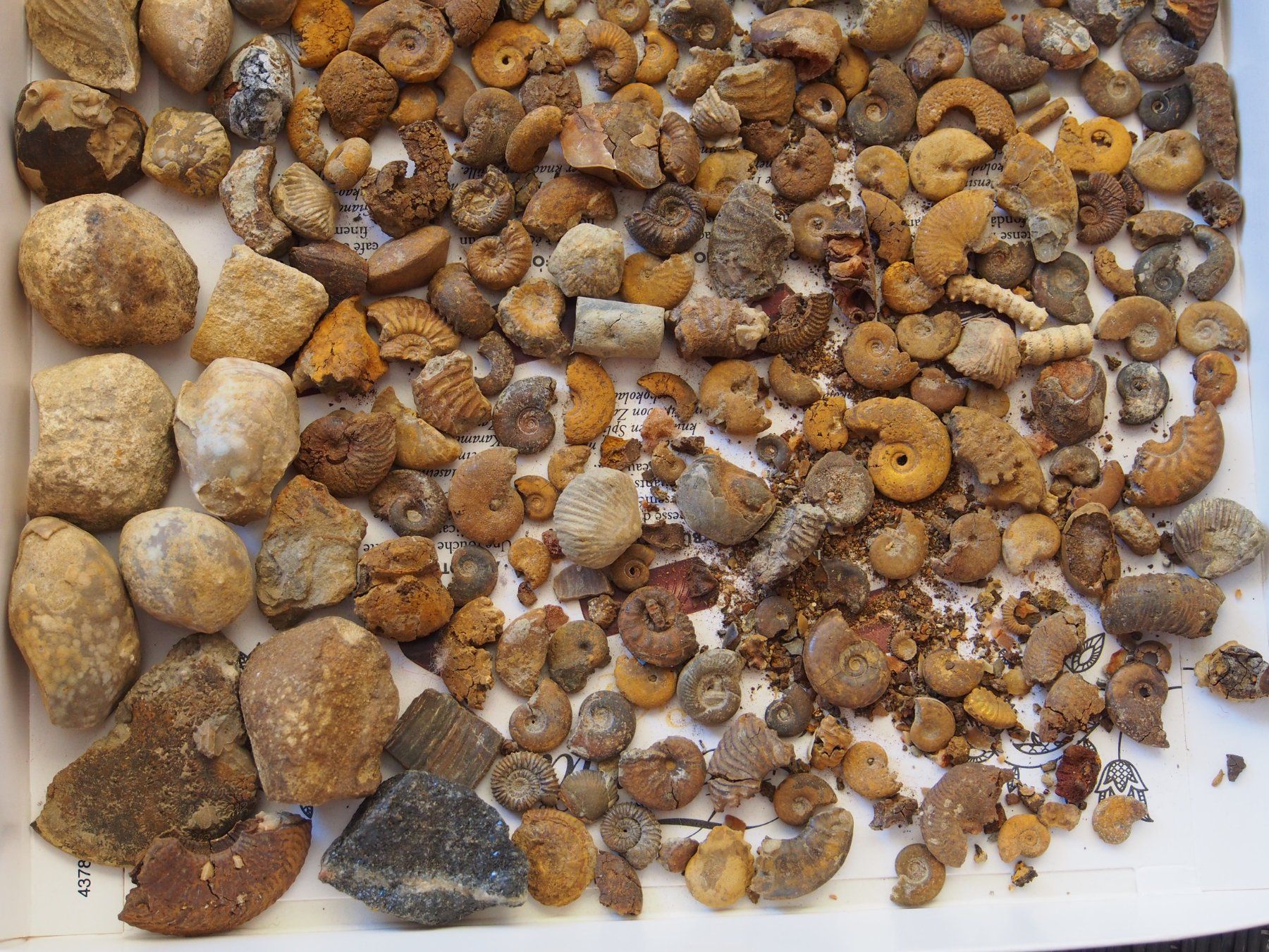 Fossili: lot de petits fossiles +de 500 g – Usato da Ovronnaz venduto da Etagne68 8