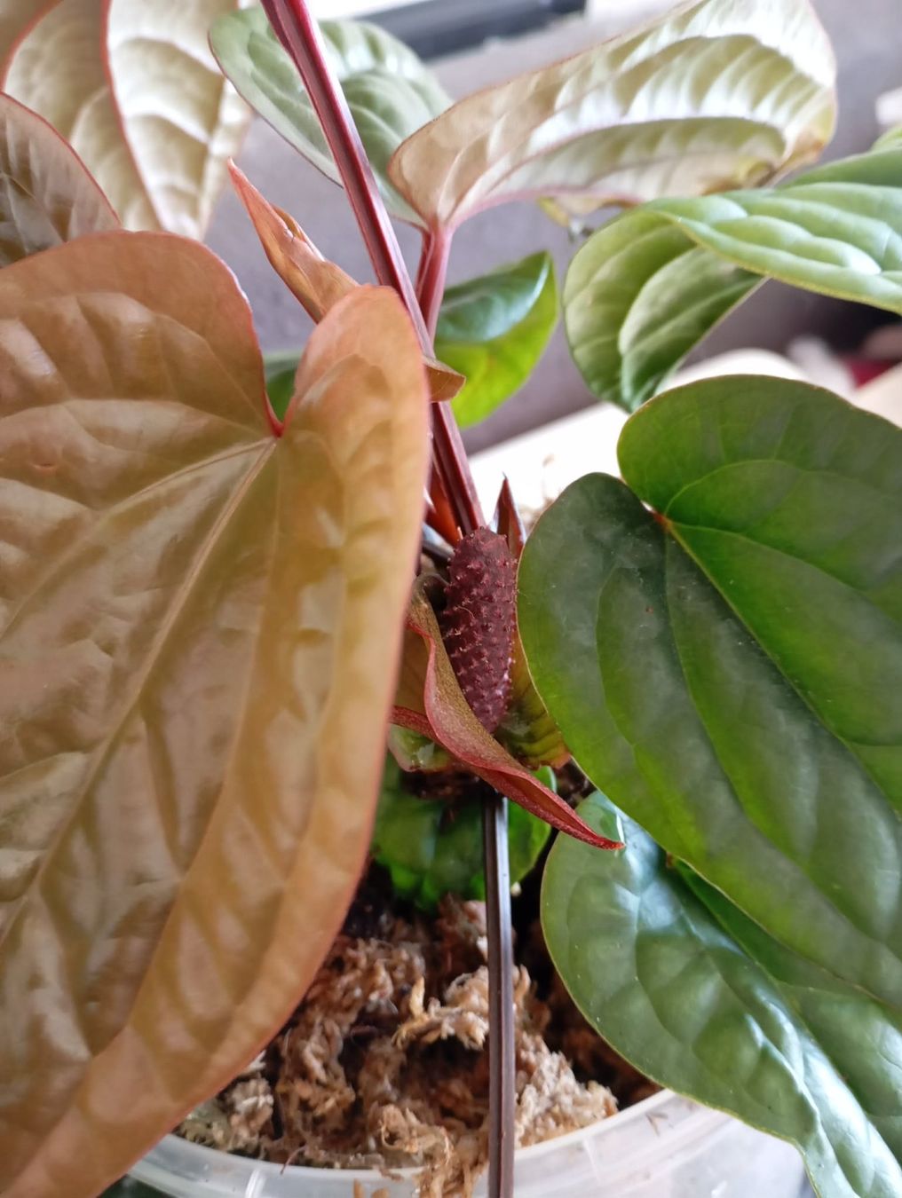 Piante & sementi: anthurium radicans x luxurians – Nuovo e nell'imballaggio originale da Mönchaltorf venduto da engel3333 5