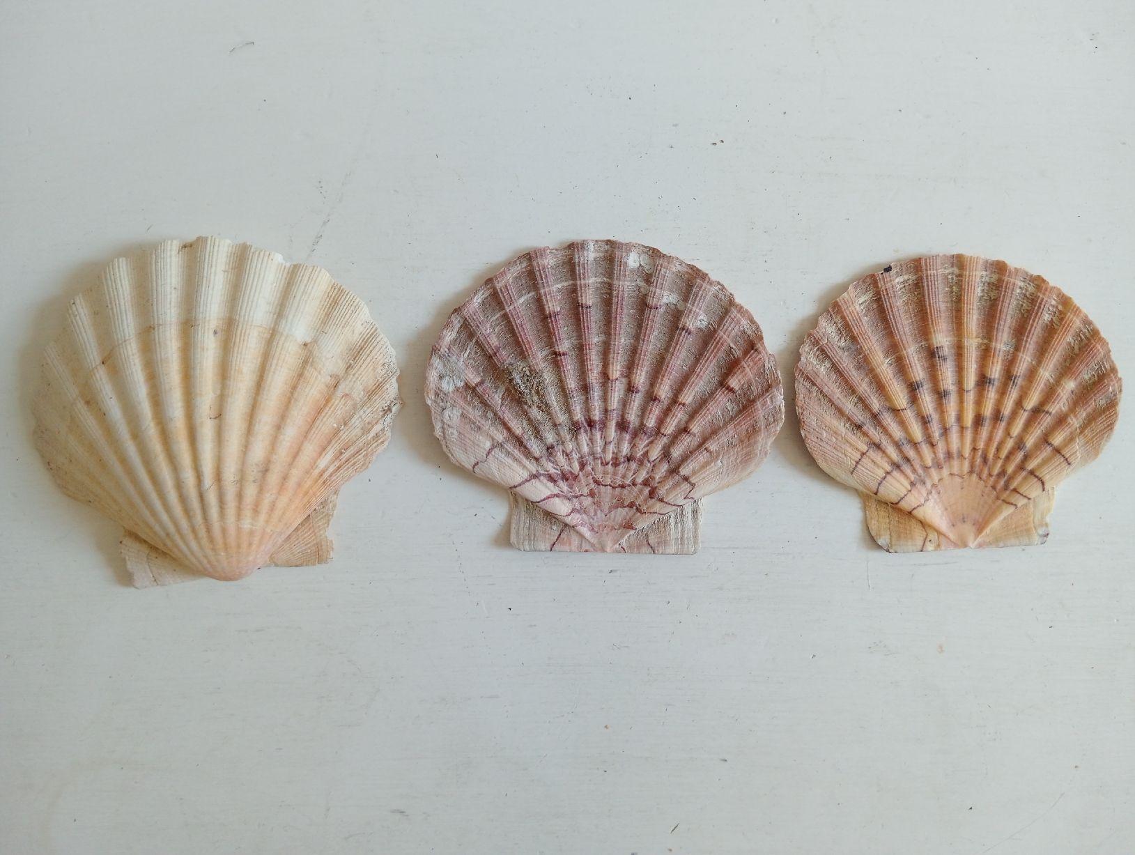 Tutte le decorazioni: Deko Jakobsmuscheln 9-10 cm  – Usato da Allschwil venduto da Evgeniia78