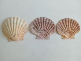 Deko Jakobsmuscheln 9-10 cm 