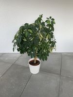 Plante d'intérieur Schefflera Arboricola panachée