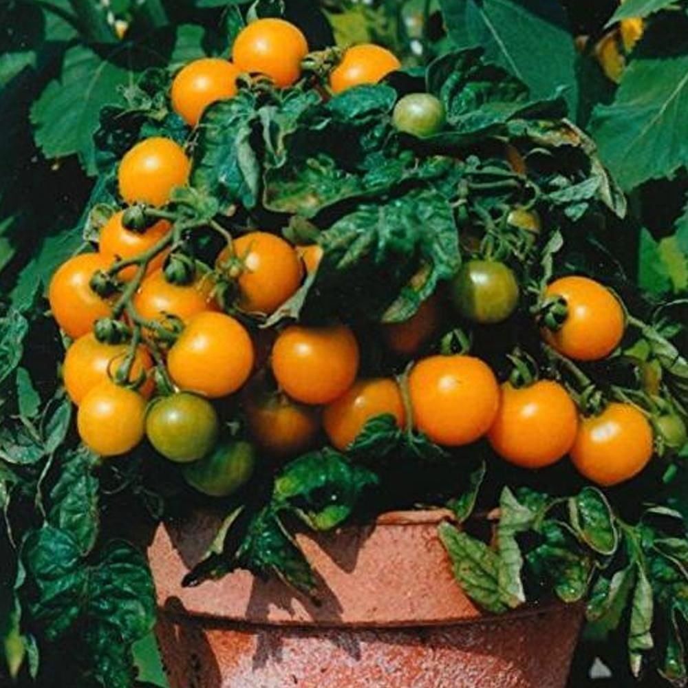 Piante & sementi: 50 Samen Balkontomate VENUS Orange – Nuovo (secondo la descrizione) da Ehrendingen venduto da VerveinaSamen 1