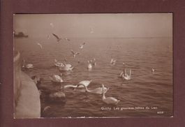 LAUSANNE - Ouchy - Les Cygnes