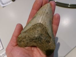 StarRecordsGmbH: Megalodon-Zahn / 11,5 cm / mit Zertifikat