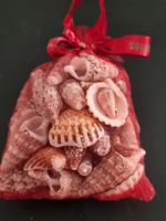 Muschelsammlung aus Mallorca – schöne Dekoration 🐚🌊