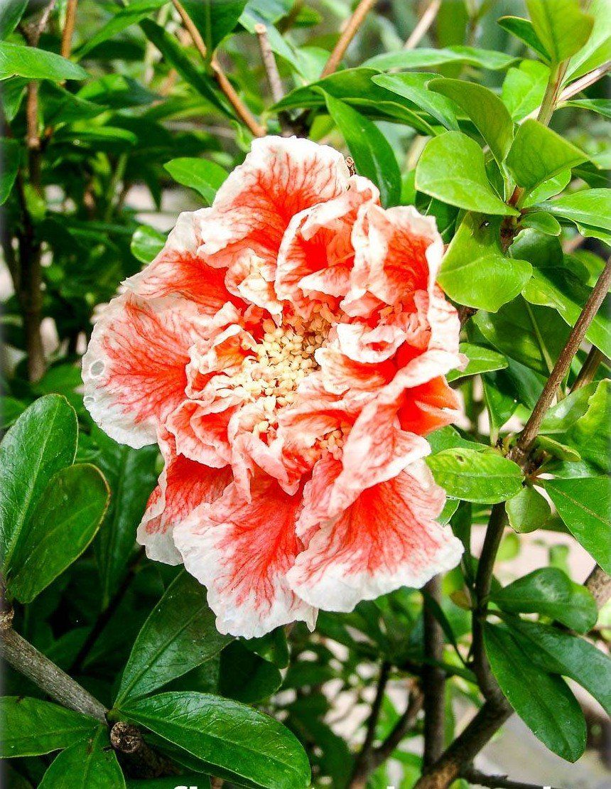 Piante & sementi: Grenadier à fleurs bicolores   'Mme Legrelle'  15-20cm – Nuovo (secondo la descrizione) da Bremblens venduto da FIBONACCI369