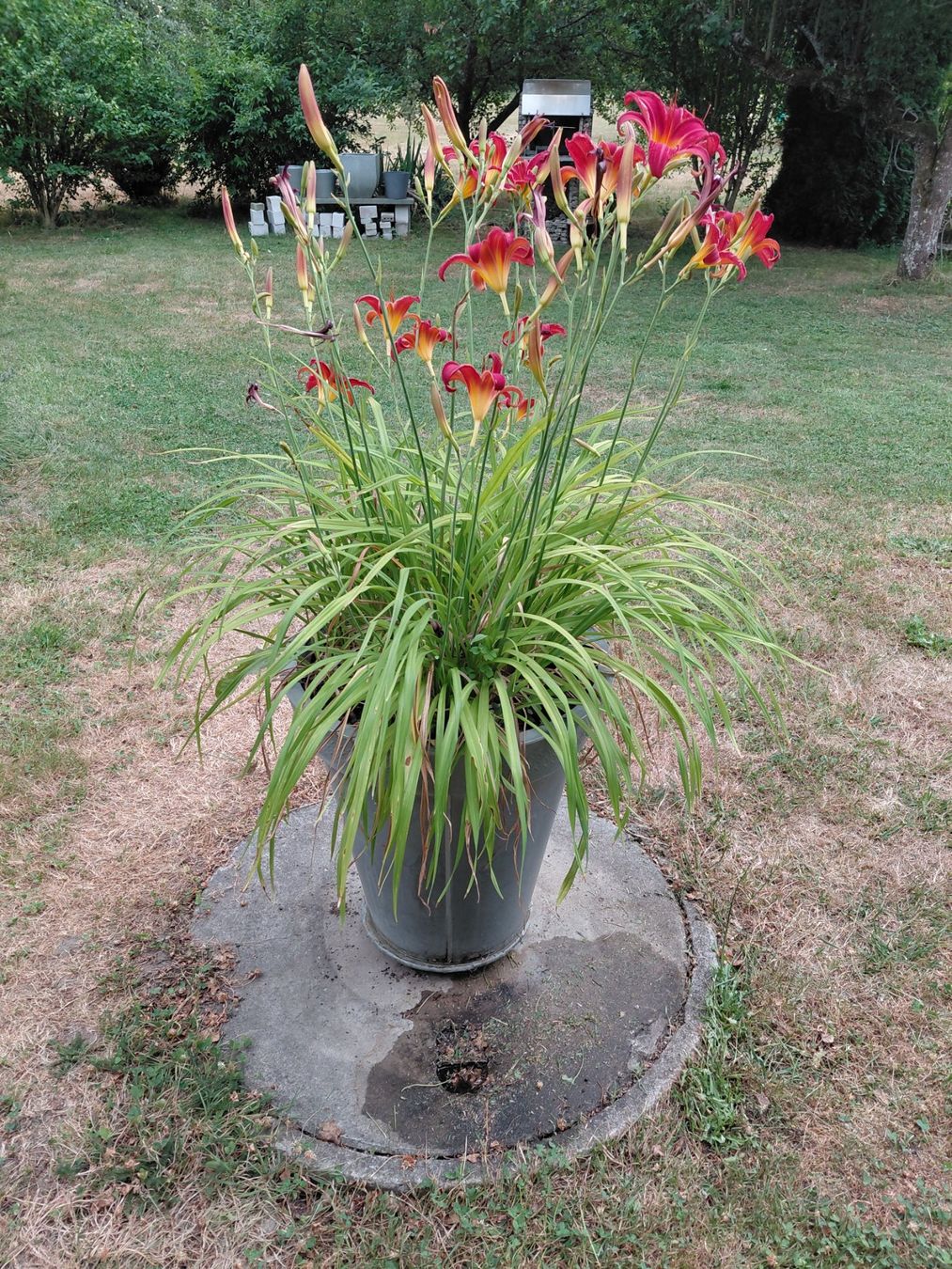 Plantes & graines: Gartenpflanzen diverse 10 stk – D'occasion à zuchwil par parson65 4