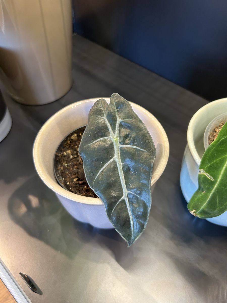 Piante & sementi: Alocasia Amazonica – Usato da Burgdorf venduto da gartmeier