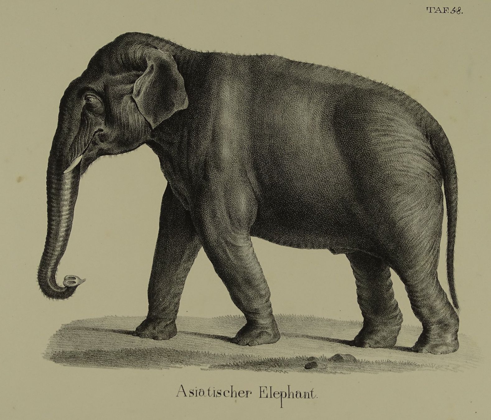 Stiche: ASIATISCHER ELEFANT, LITHOGRAPHIE UM 1840 – Gebraucht aus Grüningen von Kartensammler