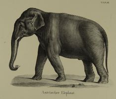 ASIATISCHER ELEFANT, LITHOGRAPHIE UM 1840