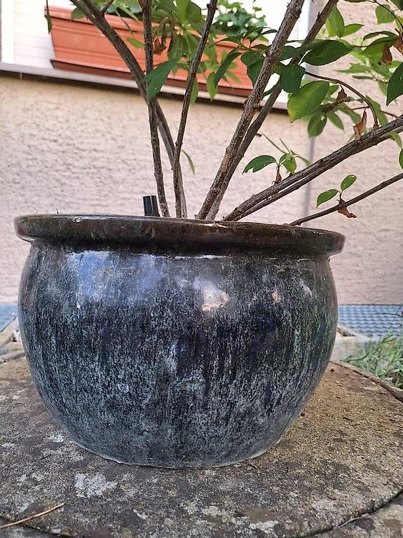 Plantes & graines: Hortensie – D'occasion à Madiswil par Oleander2