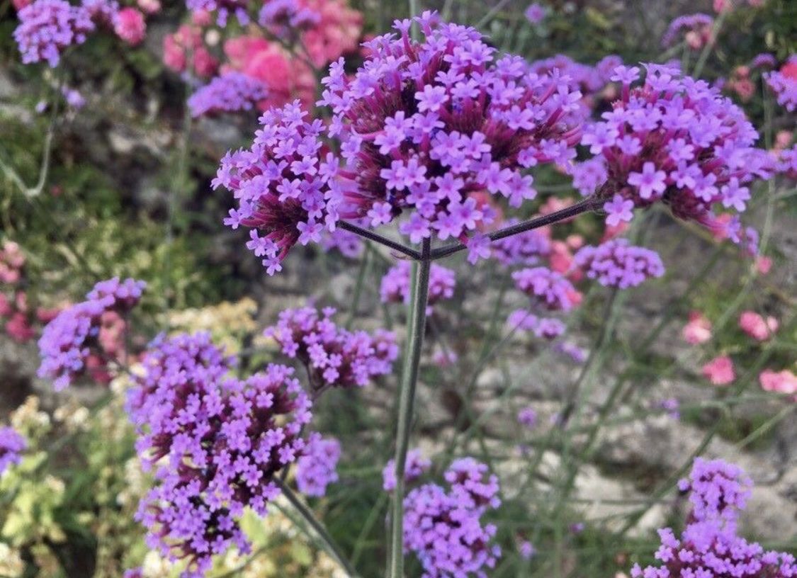 Plantes & graines: VERBENA - EISENKRAUT – Neuf (Voir description) à Buchs AG par fischli610 3