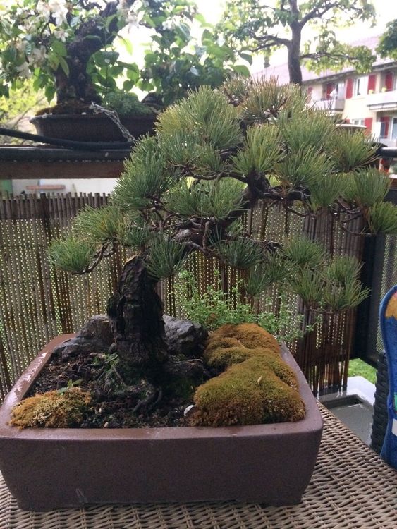 bonsai mädchenkiefer japan gestaltet Kaufen auf Ricardo
