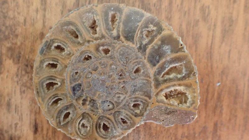 Fossili: Ammonit gesägt und poliert Madagaskar – Usato da Rickenbach BL venduto da Oktober68 6