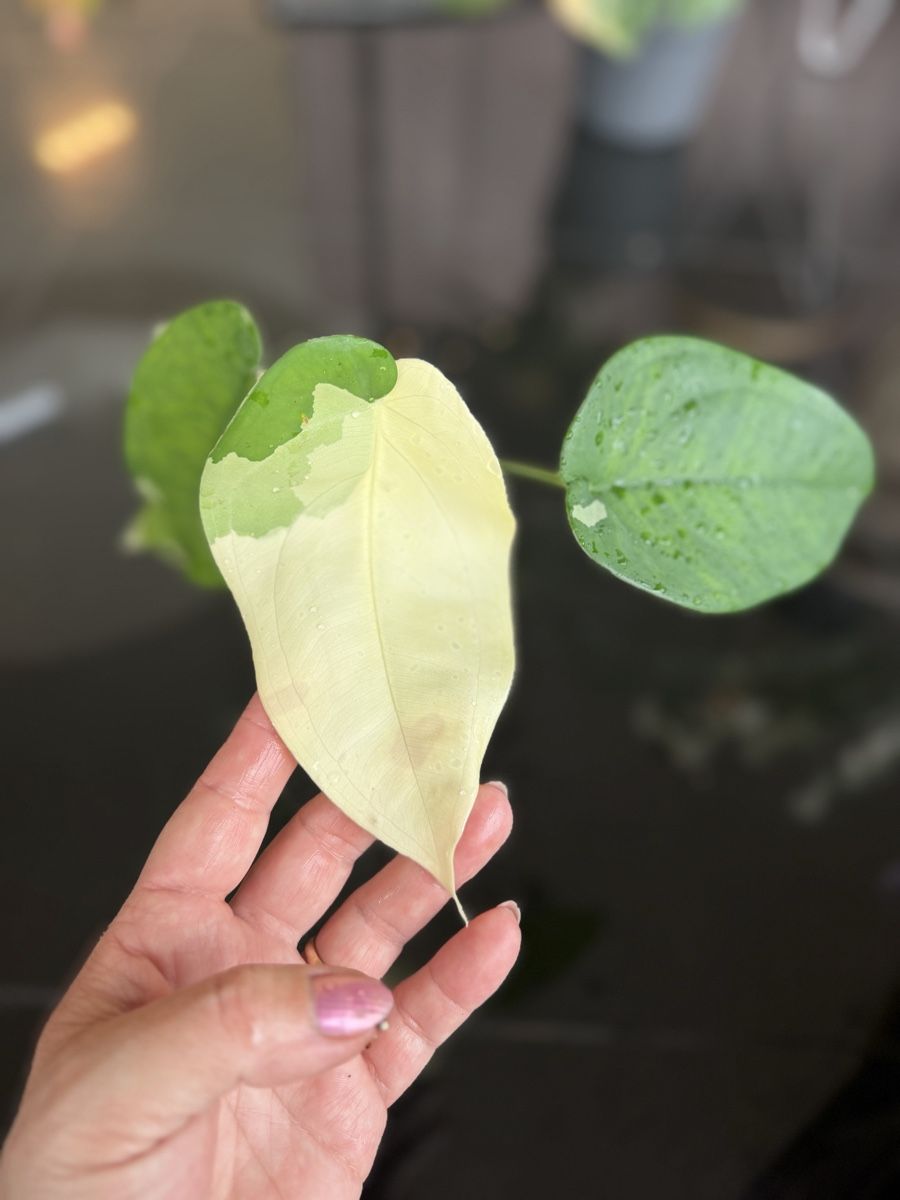 Piante & sementi: Syngonium Chiapense Variegata  – Nuovo (secondo la descrizione) da Buchrain venduto da Stetoscop