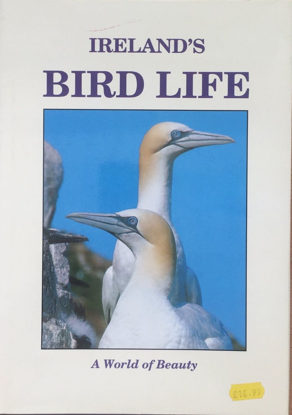 Libri: Buch - Irlands/ Bird Life (englisch) – Usato da Leimbach TG venduto da manu-tg