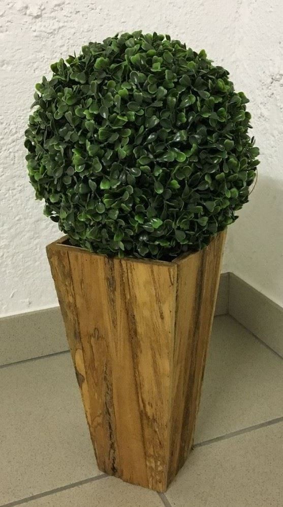 Piante & sementi: Holz Topf mit Buchs Kugel ... – Nuovo (secondo la descrizione) da Chur venduto da Jacki09 6