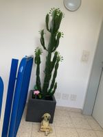 Schöne Euphorbia Kakteen 🌵 Zimmerpflanze 👍🏼 0767-742642