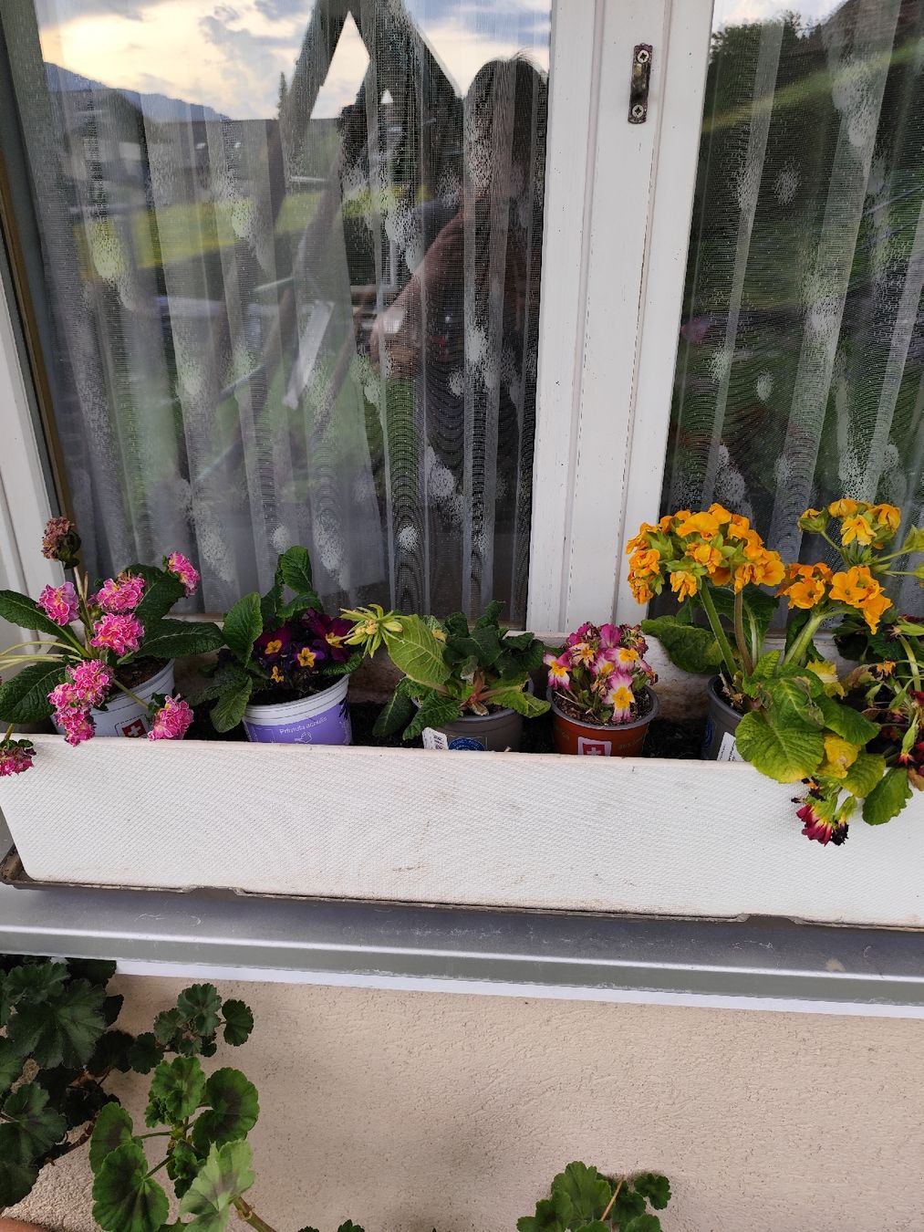 Vasi per fiori: Blumenkistli  – Nuovo (secondo la descrizione) da Grossdietwil venduto da bie_2bn5