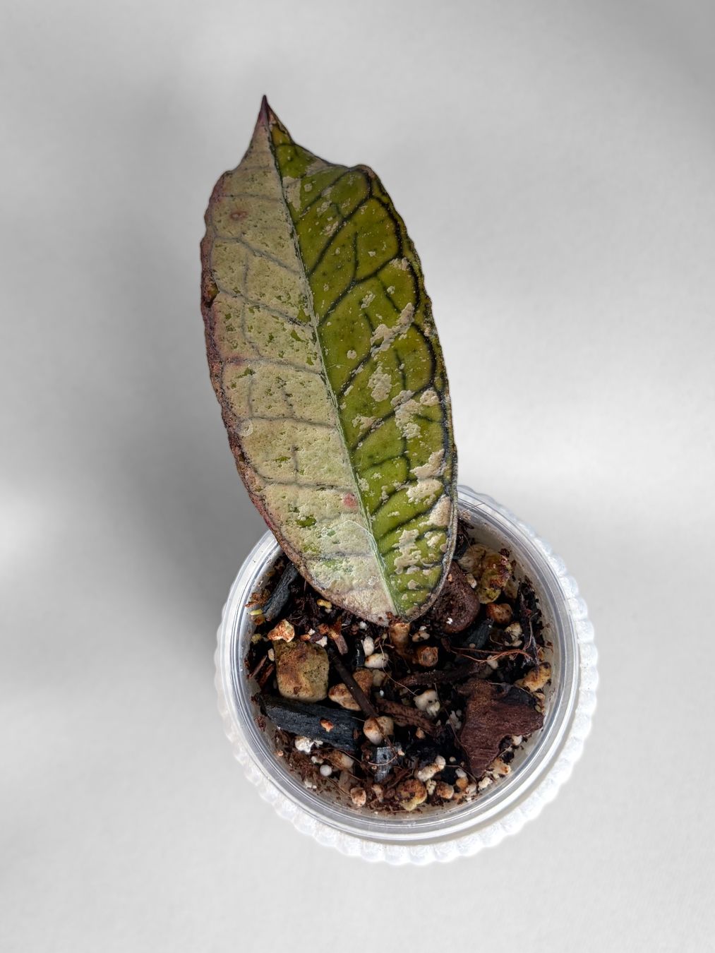 Piante & sementi: Hoya Gunung Gading Ghost (Silver) – Nuovo (secondo la descrizione) da Seuzach venduto da animaplants 1
