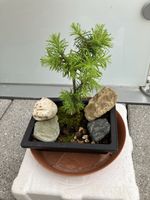 Petit bonsaï de pin