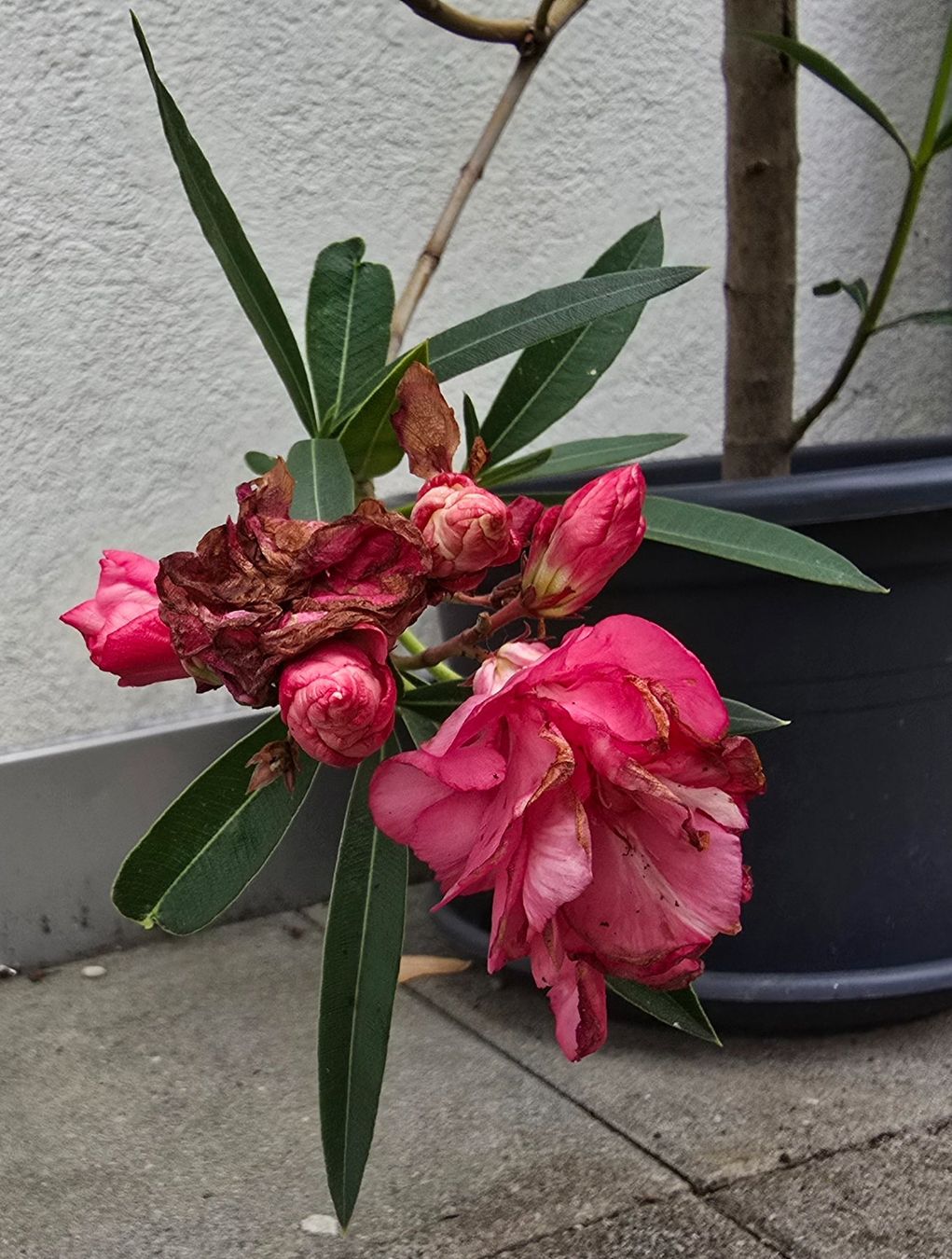 Piante & sementi: Schöne Oleander Pflanze Hochstamm – Usato da Aarburg venduto da popkorn65 2