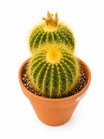 🌵 Exklusiver Goldkugelkaktus (Parodia magnifica / Goldkugel