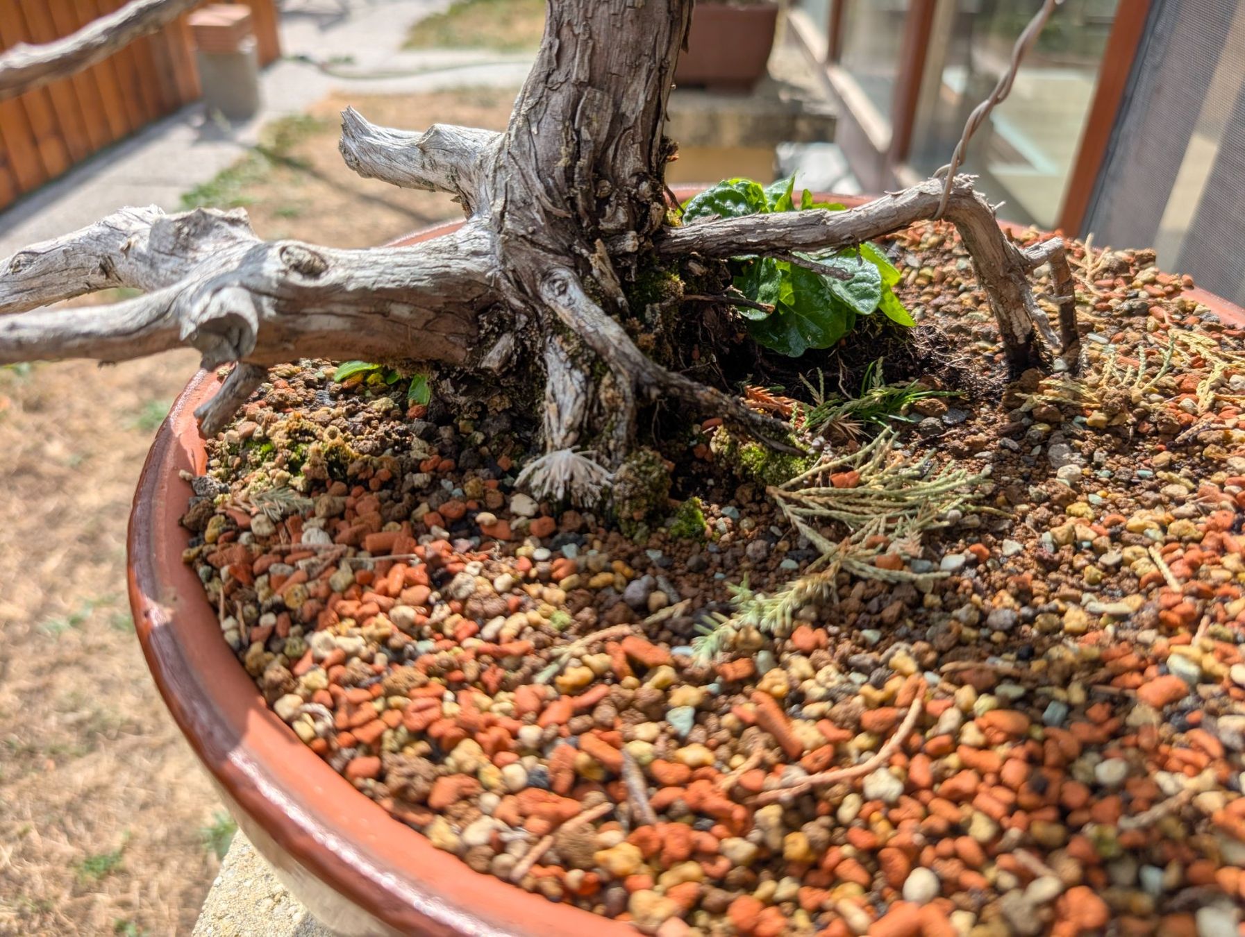Pflanzen & Samen: Bonsai wacholder 70cm – Gebraucht aus Buckten von Aerosolist 1
