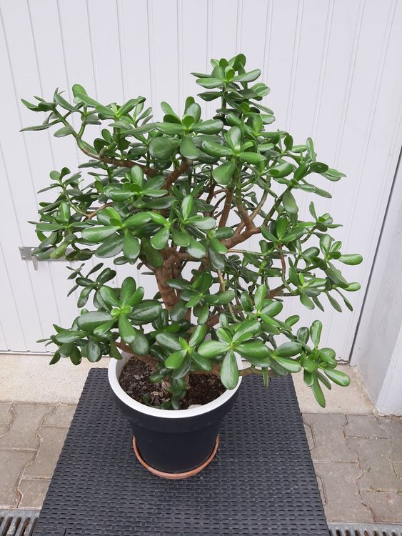 Geldbaum Kaufen auf Ricardo