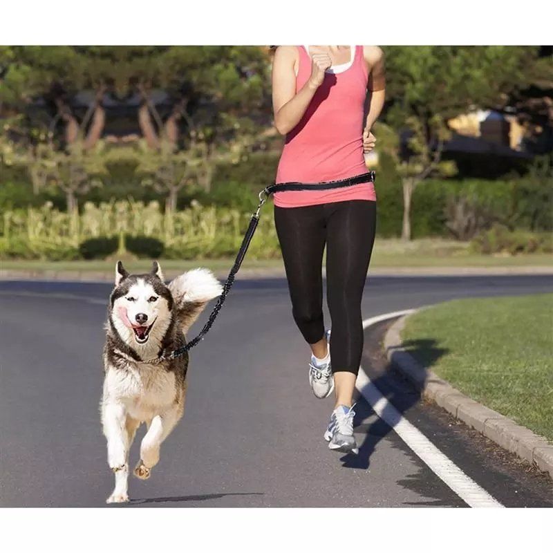 Guinzagli & Collari: EXA Hände Frei Hundeleine / Joggingleine – Nuovo e nell'imballaggio originale da Werdenberg venduto da EXA-Animal-World 4