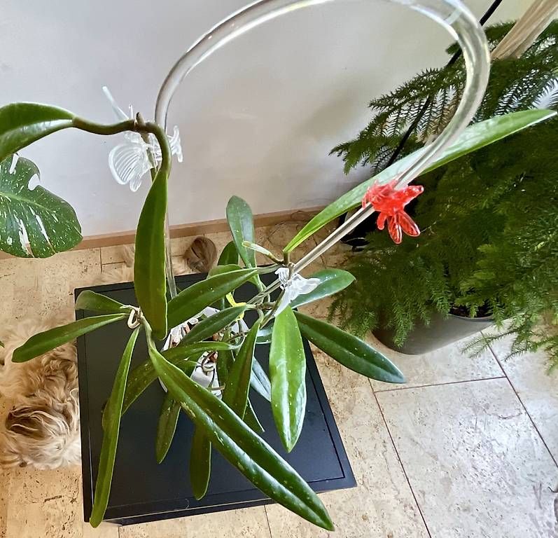 Pflanzen & Samen: Hoya cf. revolubilis – Neu und originalverpackt aus Schönholzerswilen von Leavylounge 1