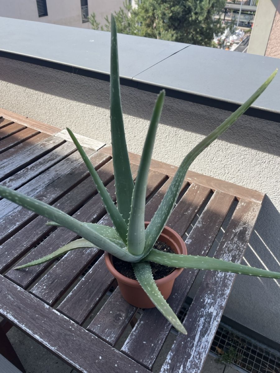 Piante & sementi: Aloe Vera 50cm – Nuovo e nell'imballaggio originale da Küsnacht ZH venduto da imaxc