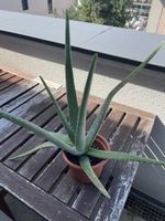 Aloe Vera 50cm