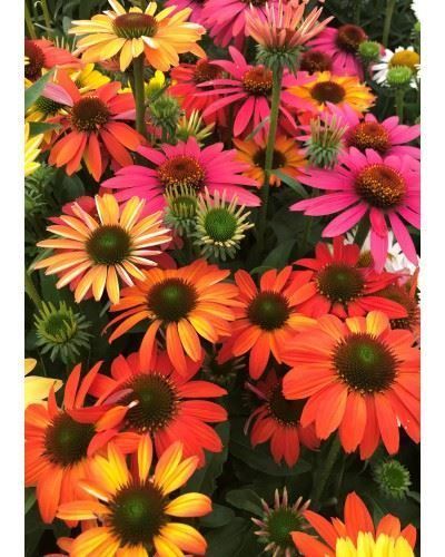 Piante & sementi: Echinacée 'Cheyenne Spirit'   2 plants – Nuovo e nell'imballaggio originale da Bremblens venduto da FIBONACCI369