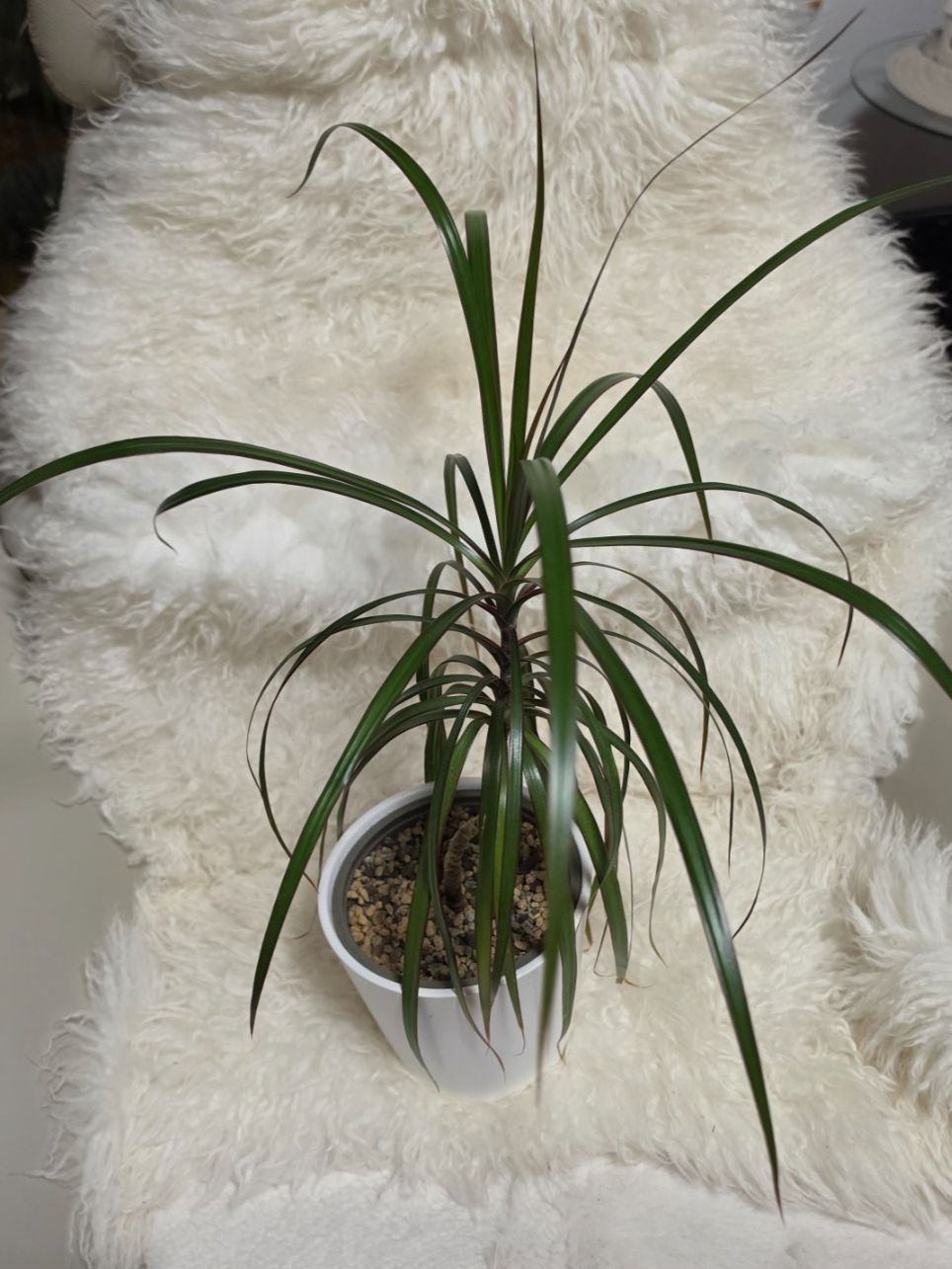 Piante & sementi: Dracaena marginata Zimmerpflanze / Drachenbaum – Usato da Liestal venduto da Shelby787 3