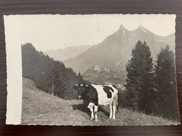 GRUYÈRES LANDWIRTSCHAFT KUH Freiburgerkuh vor dem Städtchen