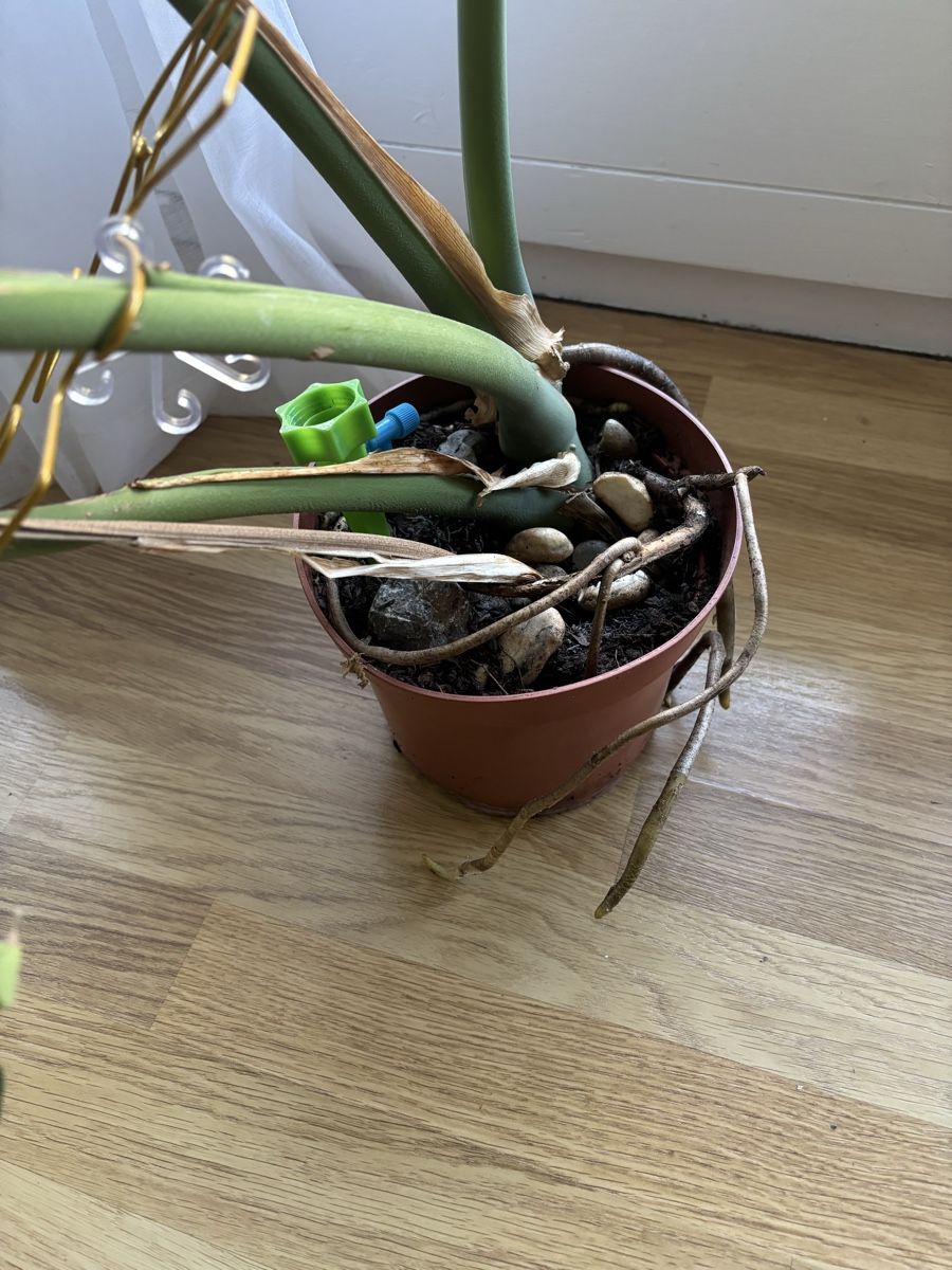 Piante & sementi: Monstera Zimmerpflanze – Usato da Zürich venduto da wie_p6fw 2