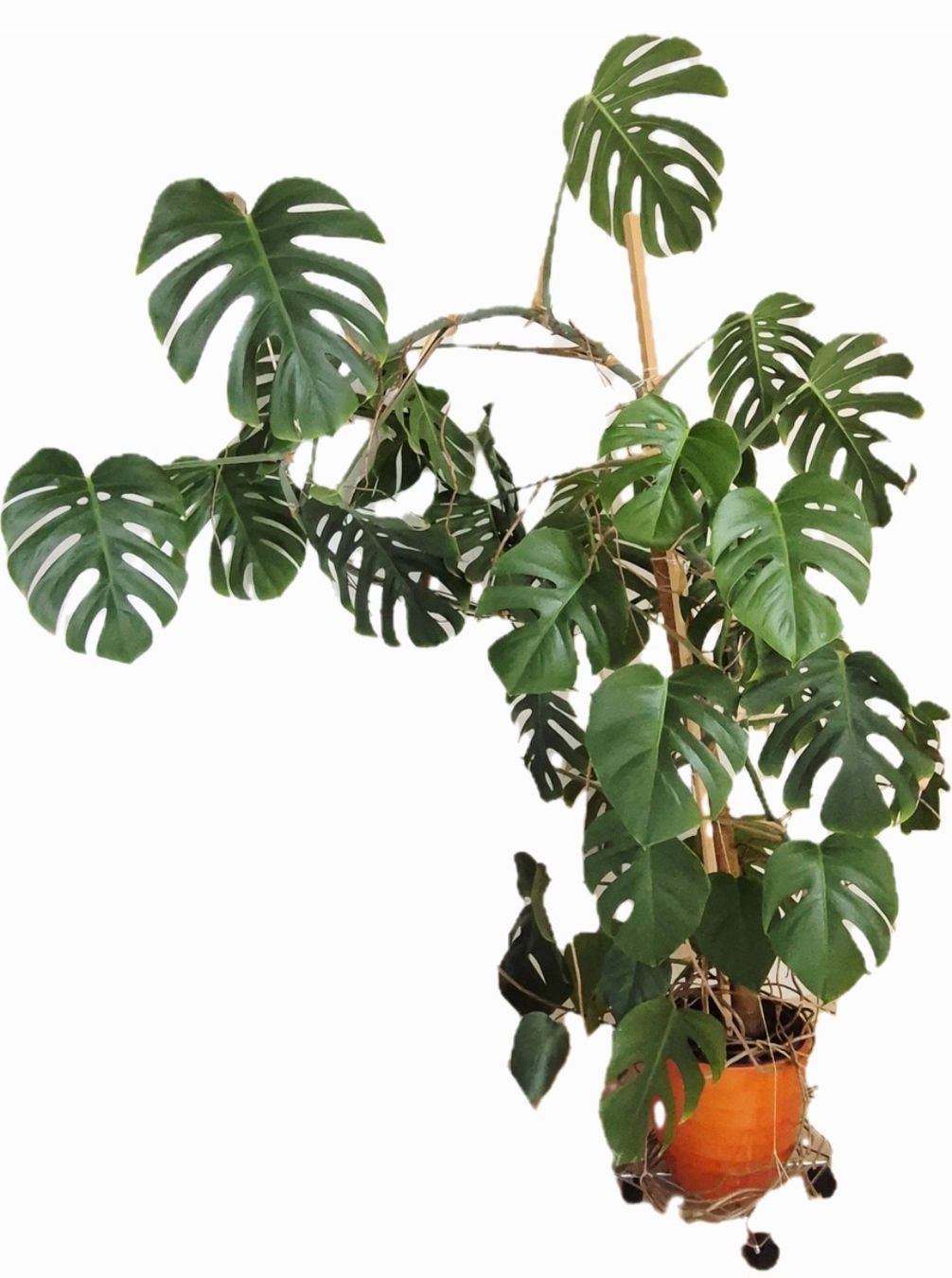 Pflanzen & Samen: Monstera Deliciosa, Fensterblatt – Gebraucht aus Winterthur von la_sylphide