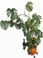Monstera Deliciosa, Fensterblatt