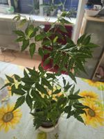 Neem Pflanze