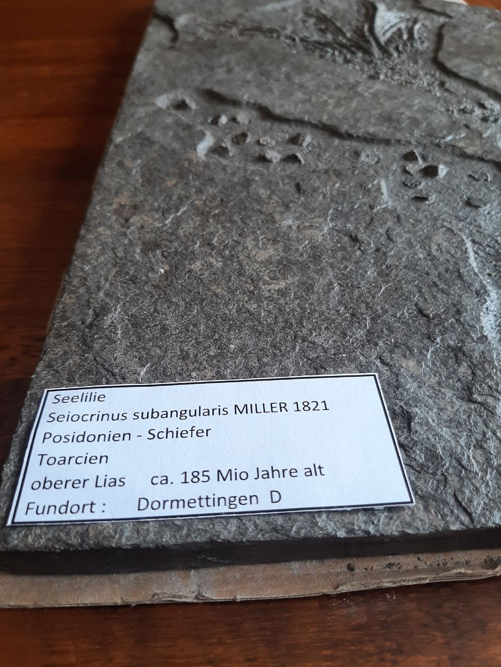 Fossilien: fossilie Seelilie Deutschland – Gebraucht aus Rickenbach BL von Oktober68 5