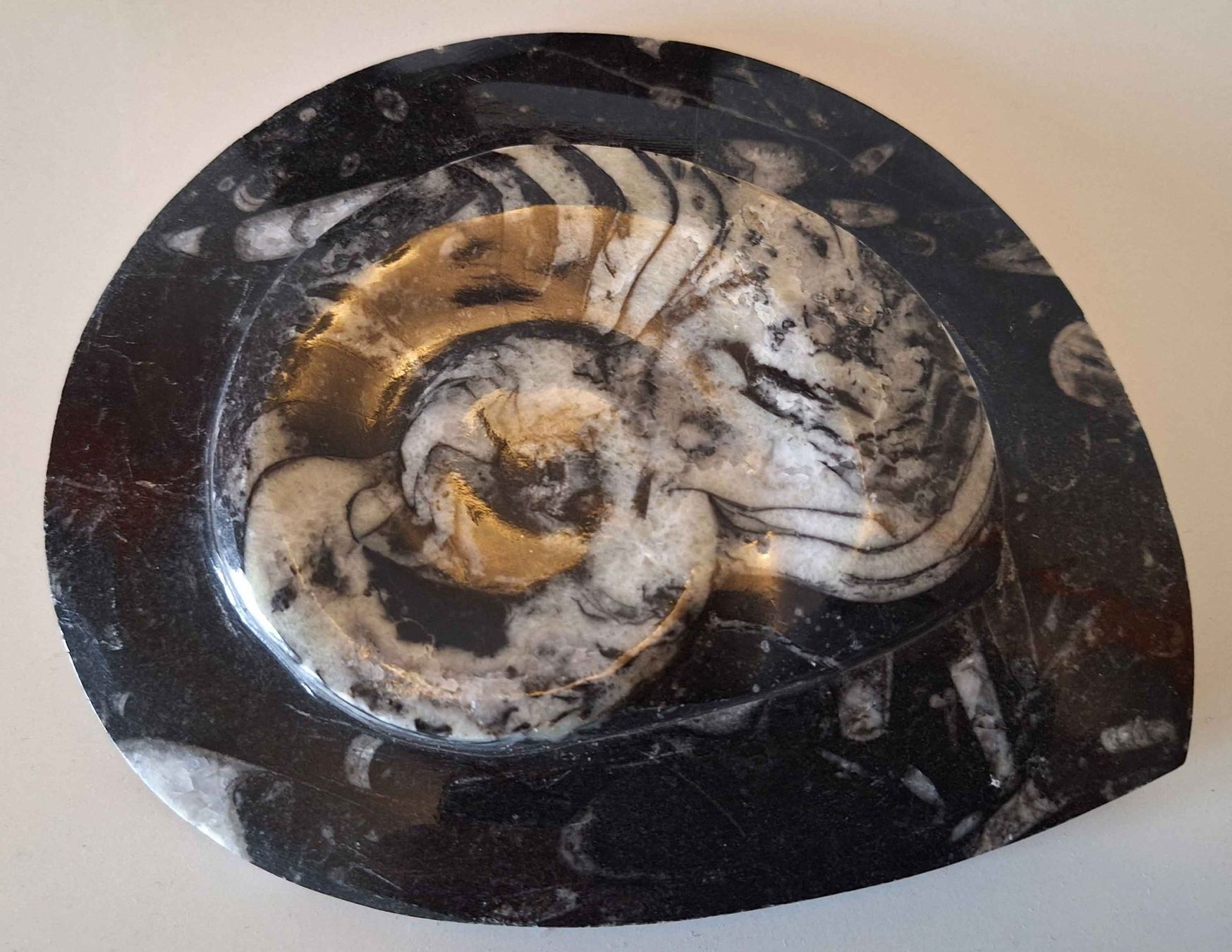 Fossili: Goniatit und Kerzenständer – Usato da Strengelbach venduto da Fossilien 2