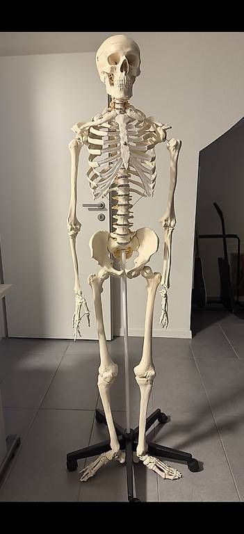 Tecnologia medica: Anatomie - Squelette complet en plastique – Usato da Cortaillod venduto da Sowhat717