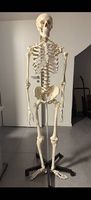 Anatomie - Squelette complet en plastique