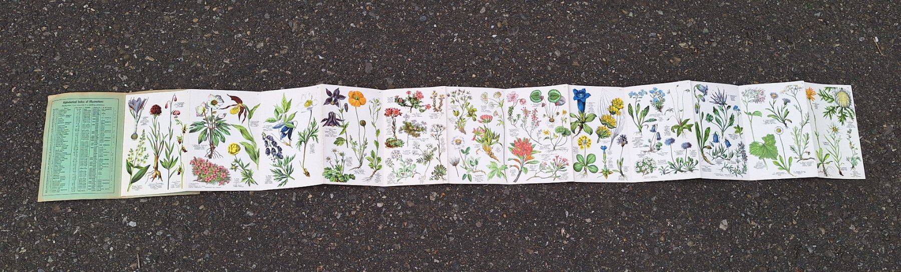 Libri: Alpenblumen - Fleurs des Alpes – Usato da Weinfelden venduto da JoeBaer 2